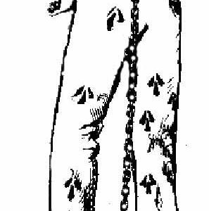 Devil's Island Slave Chain and Leather Bondage Restraint