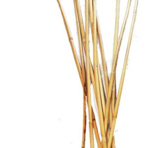 Ultra Swishy Punishment Cane Set of Two